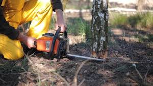 Best Root Management and Removal  in Wilkinsburg, PA